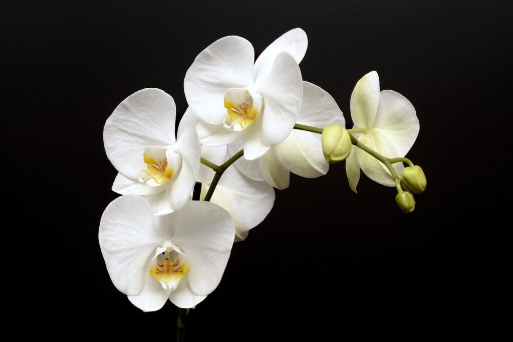 orchid, flower, blossom-3323147.jpg